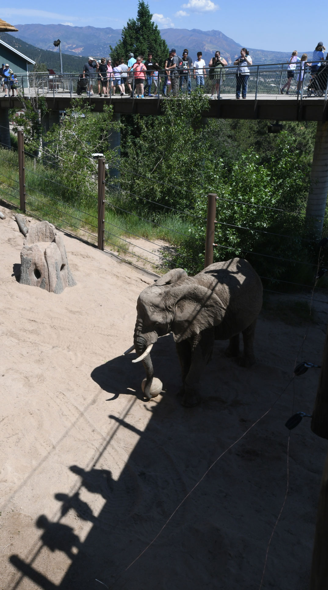 070119-news-elephant 14.JPG